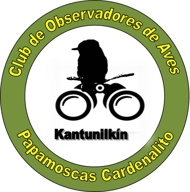 Club de Observadores de Aves; Papamoscas Cardenalito.